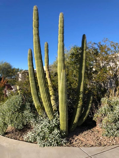 thanksgiving cactus.jpg